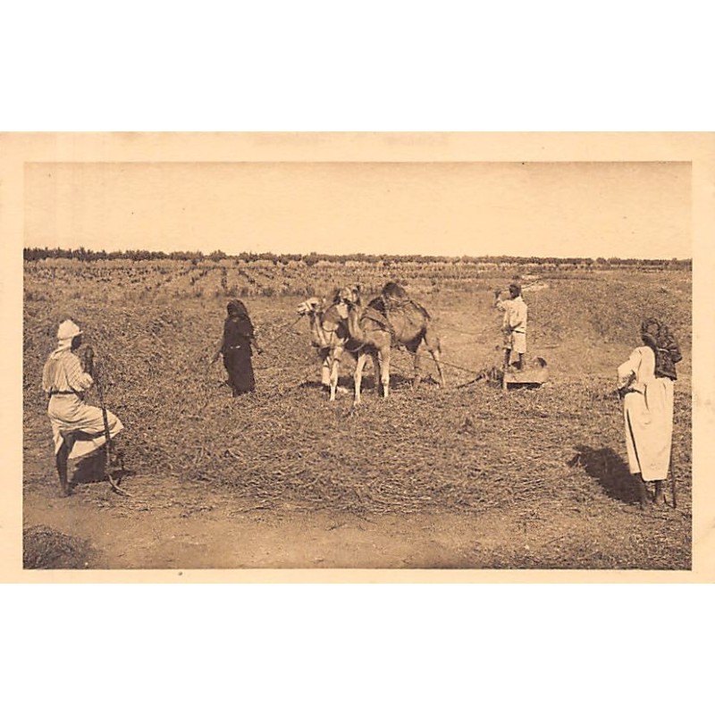 Rare collectable postcards of TUNISIA. Vintage Postcards of TUNISIA