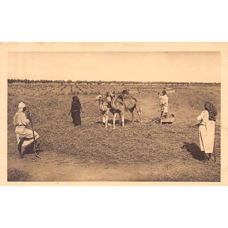 Rare collectable postcards of TUNISIA. Vintage Postcards of TUNISIA