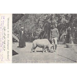 Rare collectable postcards of EGYPT. Vintage Postcards of EGYPT