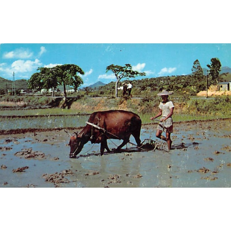 Rare collectable postcards of CHINA. Vintage Postcards of CHINA