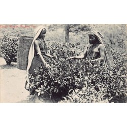 Rare collectable postcards of SRI LANKA. Vintage Postcards of SRI LANKA