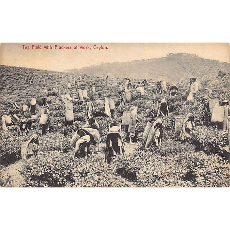 Rare collectable postcards of SRI LANKA. Vintage Postcards of SRI LANKA