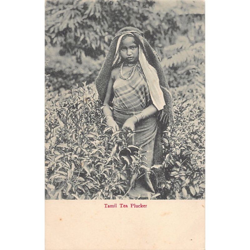 Rare collectable postcards of SRI LANKA. Vintage Postcards of SRI LANKA