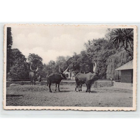 Rare collectable postcards of RUANDA URUNDI. Vintage Postcards of RUANDA URUNDI