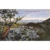 Rare collectable postcards of ROMANIA. Vintage Postcards of ROMANIA