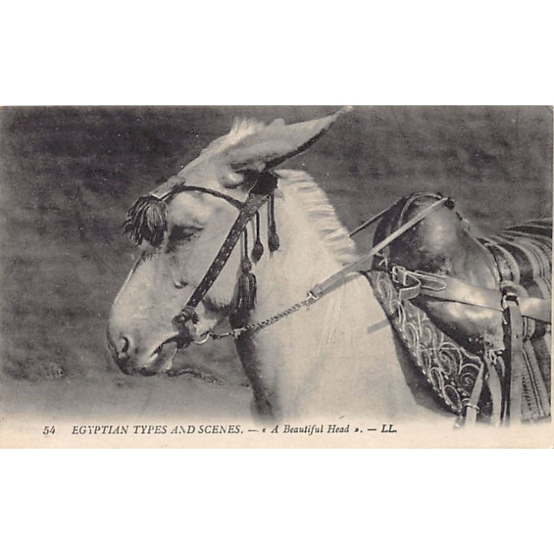 Rare collectable postcards of EGYPT. Vintage Postcards of EGYPT