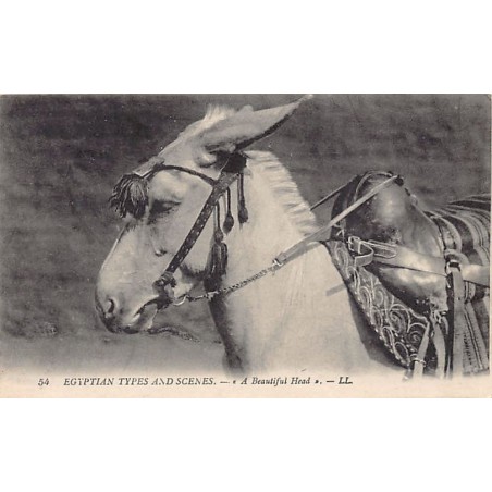 Rare collectable postcards of EGYPT. Vintage Postcards of EGYPT