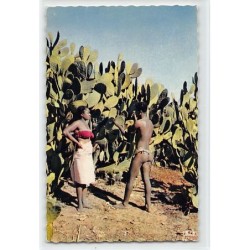 Rare collectable postcards of MADAGASCAR. Vintage Postcards of MADAGASCAR