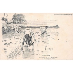 Rare collectable postcards of MADAGASCAR. Vintage Postcards of MADAGASCAR