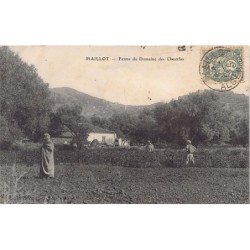Rare collectable postcards of ALGERIE. Vintage Postcards of ALGERIE