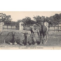 Rare collectable postcards of ALGERIE. Vintage Postcards of ALGERIE