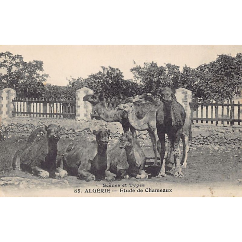 Rare collectable postcards of ALGERIE. Vintage Postcards of ALGERIE