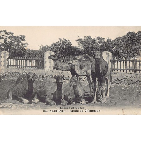 Rare collectable postcards of ALGERIE. Vintage Postcards of ALGERIE
