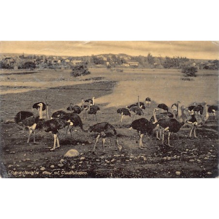 Rare collectable postcards of SOUTH AFRICA. Vintage Postcards of SOUTH AFRICA