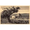 Rare collectable postcards of ISRAEL & PALESTINE. Vintage Postcards of ISRAEL & PALESTINE