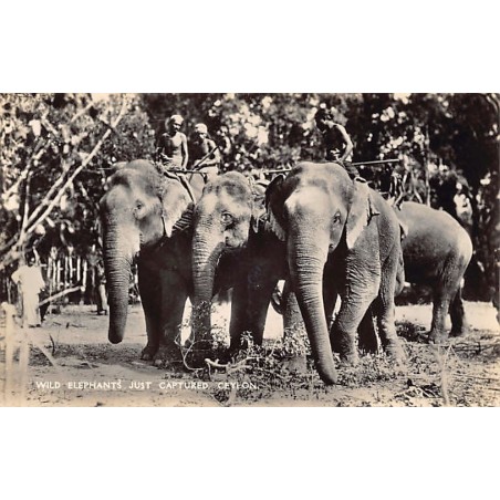 Rare collectable postcards of SRI LANKA. Vintage Postcards of SRI LANKA