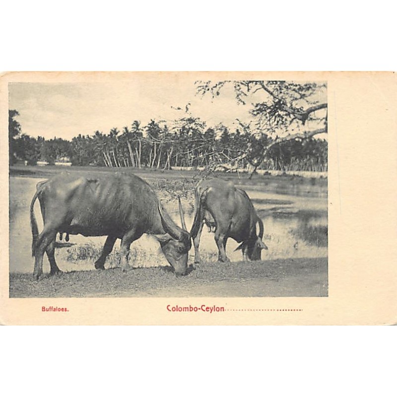 Rare collectable postcards of SRI LANKA. Vintage Postcards of SRI LANKA