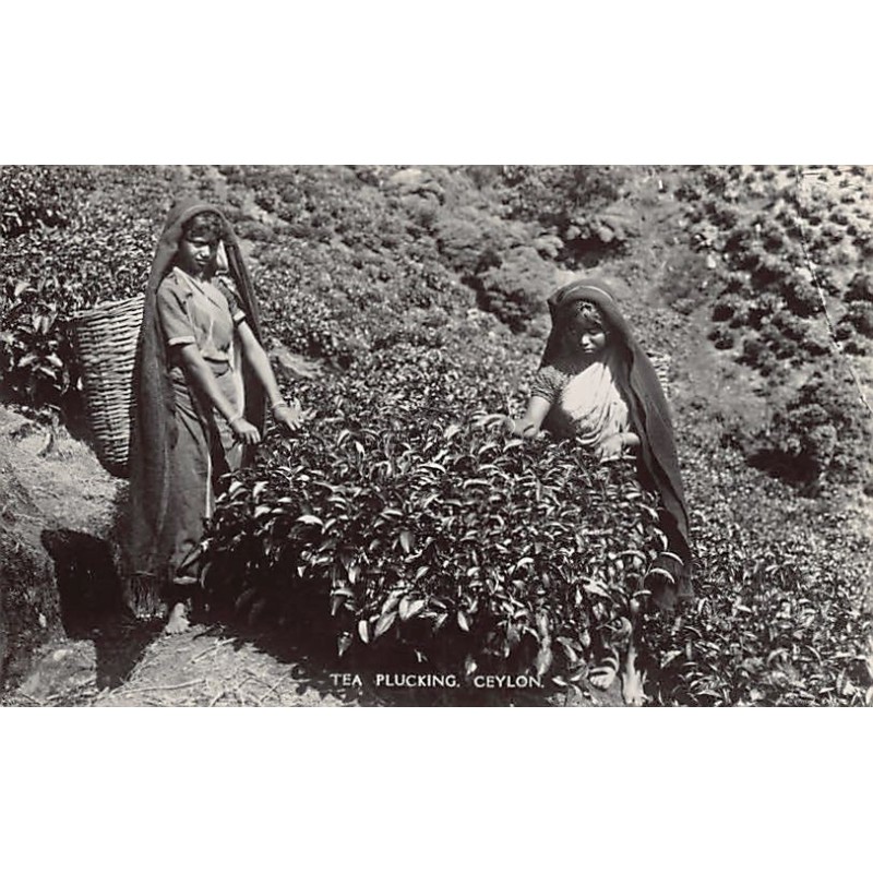 Rare collectable postcards of SRI LANKA. Vintage Postcards of SRI LANKA