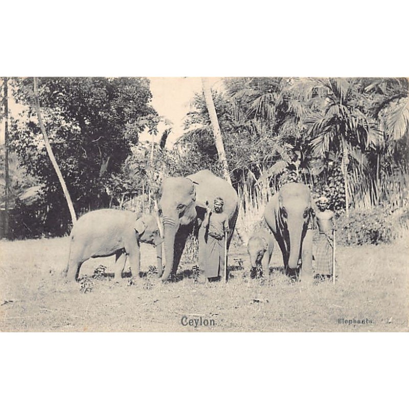 Rare collectable postcards of SRI LANKA. Vintage Postcards of SRI LANKA