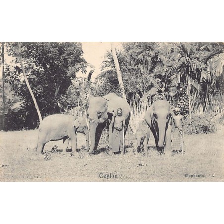 Rare collectable postcards of SRI LANKA. Vintage Postcards of SRI LANKA