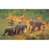 Rare collectable postcards of SRI LANKA. Vintage Postcards of SRI LANKA