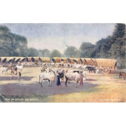 Rare collectable postcards of SRI LANKA. Vintage Postcards of SRI LANKA