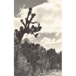 Rare collectable postcards of MEXICO. Vintage Postcards of MEXICO