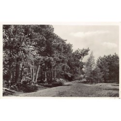 Rare collectable postcards of NETHERLANDS Nederland. Vintage Postcards of NETHERLANDS Nederland