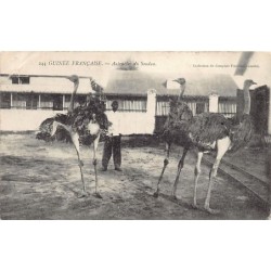 Rare collectable postcards of GUINEA CONAKRY. Vintage Postcards of GUINEA CONAKRY