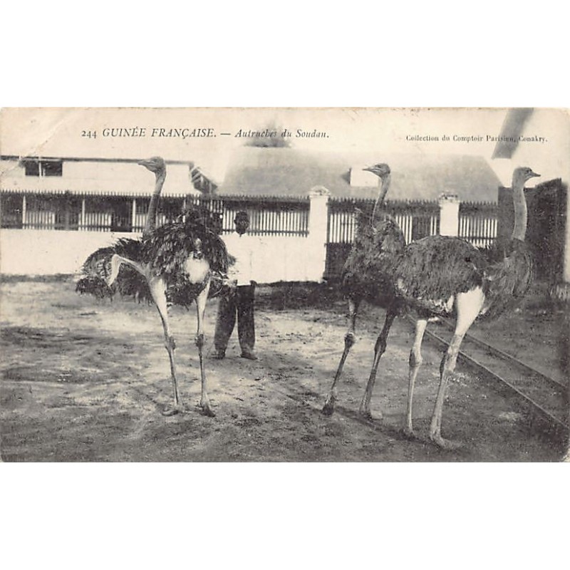 Rare collectable postcards of GUINEA CONAKRY. Vintage Postcards of GUINEA CONAKRY