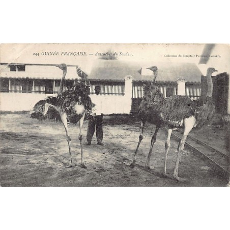 Rare collectable postcards of GUINEA CONAKRY. Vintage Postcards of GUINEA CONAKRY