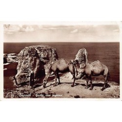 Rare collectable postcards of LEBANON. Vintage Postcards of LEBANON