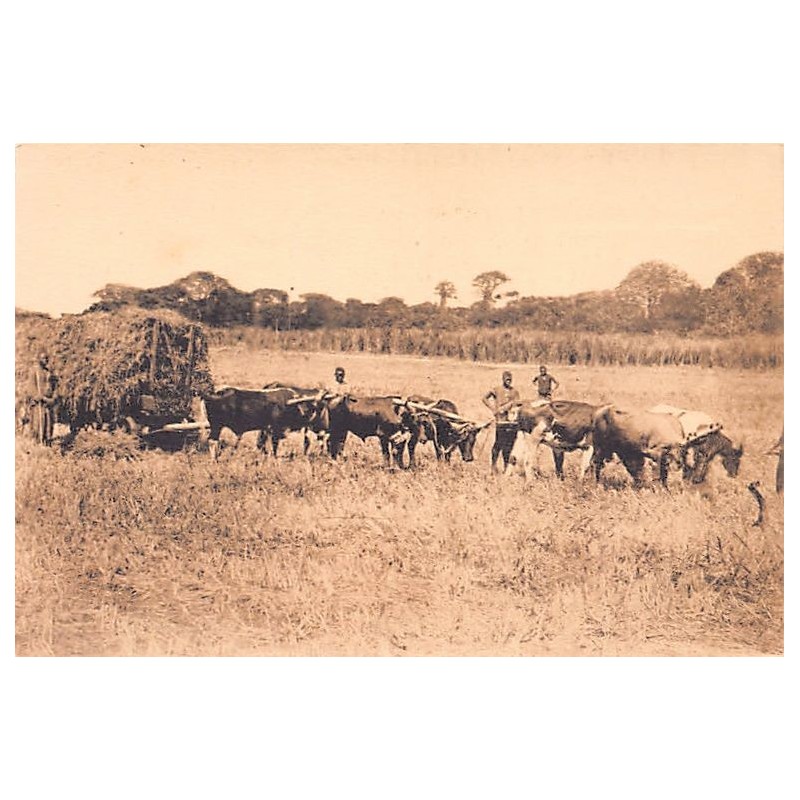Rare collectable postcards of CONGO KINSHASA. Vintage Postcards of CONGO KINSHASA
