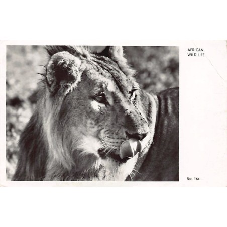 Rare collectable postcards of KENYA. Vintage Postcards of KENYA