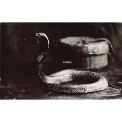 Malaysia - Cobra - REAL PHOTO - Publ. unknown