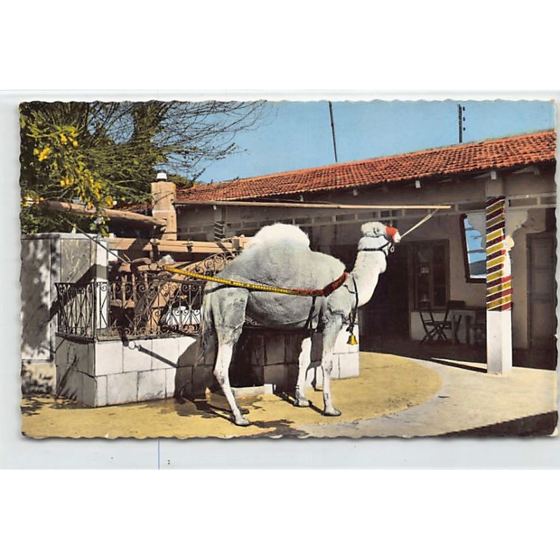 Rare collectable postcards of TUNISIA Tunisie. Vintage Postcards of TUNISIA Tunisie