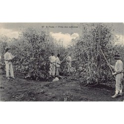 Rare collectable postcards of BRAZIL Brasil. Vintage Postcards of BRAZIL Brasil