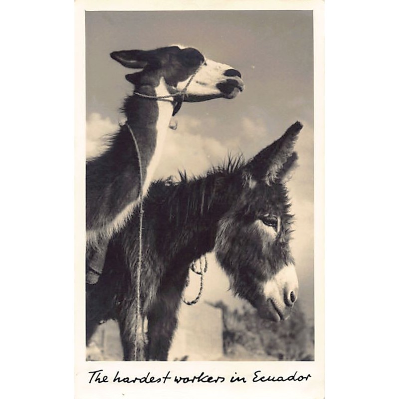 Rare collectable postcards of ECUADOR. Vintage Postcards of ECUADOR