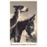 Rare collectable postcards of ECUADOR. Vintage Postcards of ECUADOR