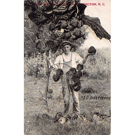 Rare collectable postcards of USA. Vintage Postcards of USA