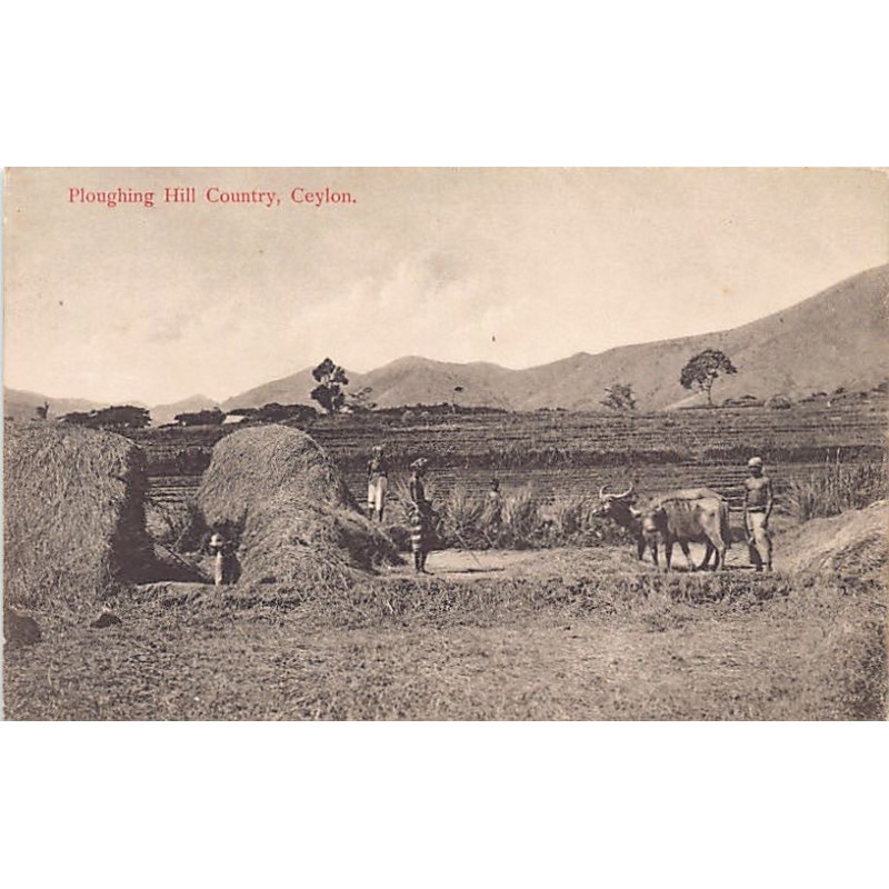 Rare collectable postcards of SRI LANKA Ceylon. Vintage Postcards of SRI LANKA Ceylon