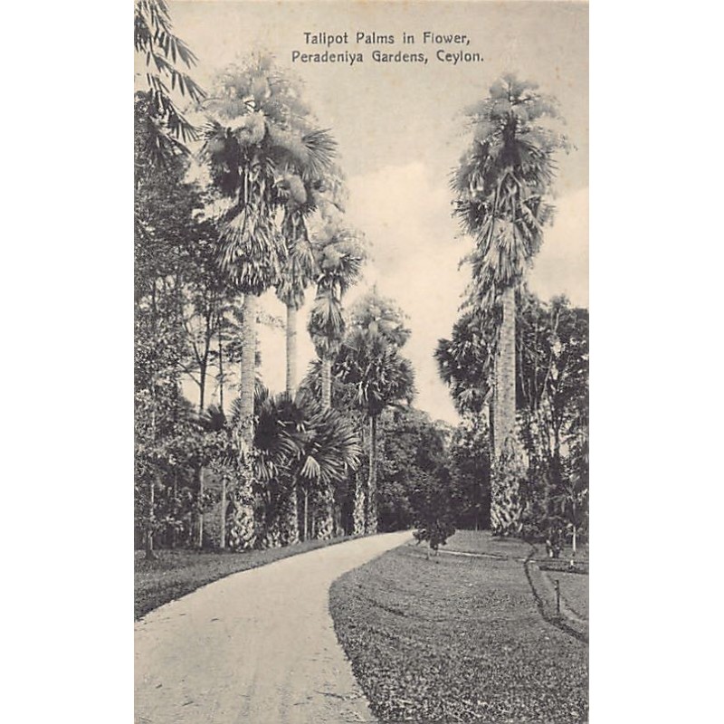 Rare collectable postcards of SRI LANKA Ceylon. Vintage Postcards of SRI LANKA Ceylon